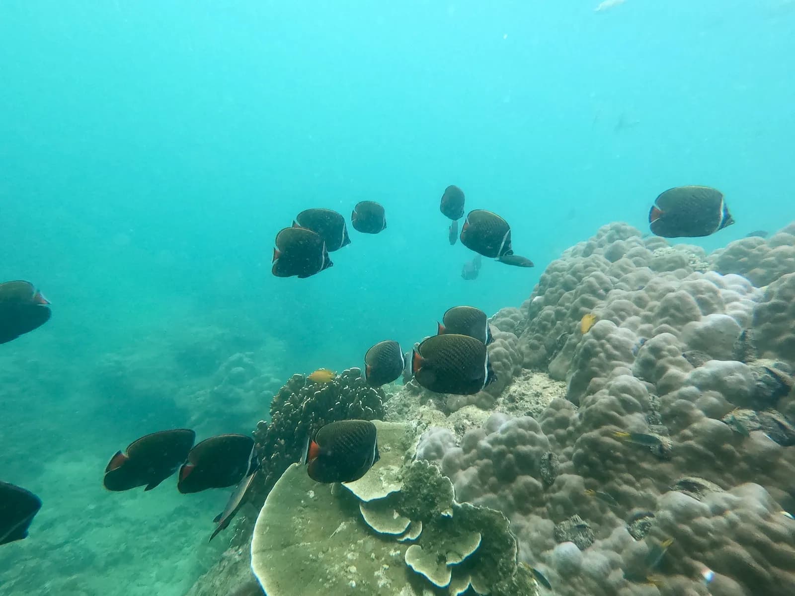 underwater: the reef off the beach