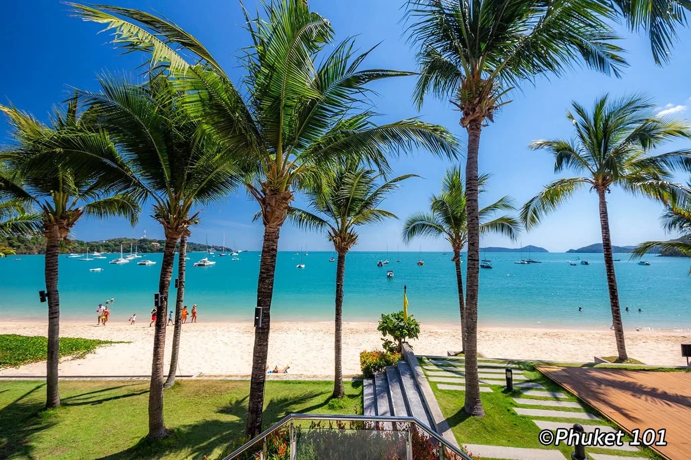 palms on the grass above the beach