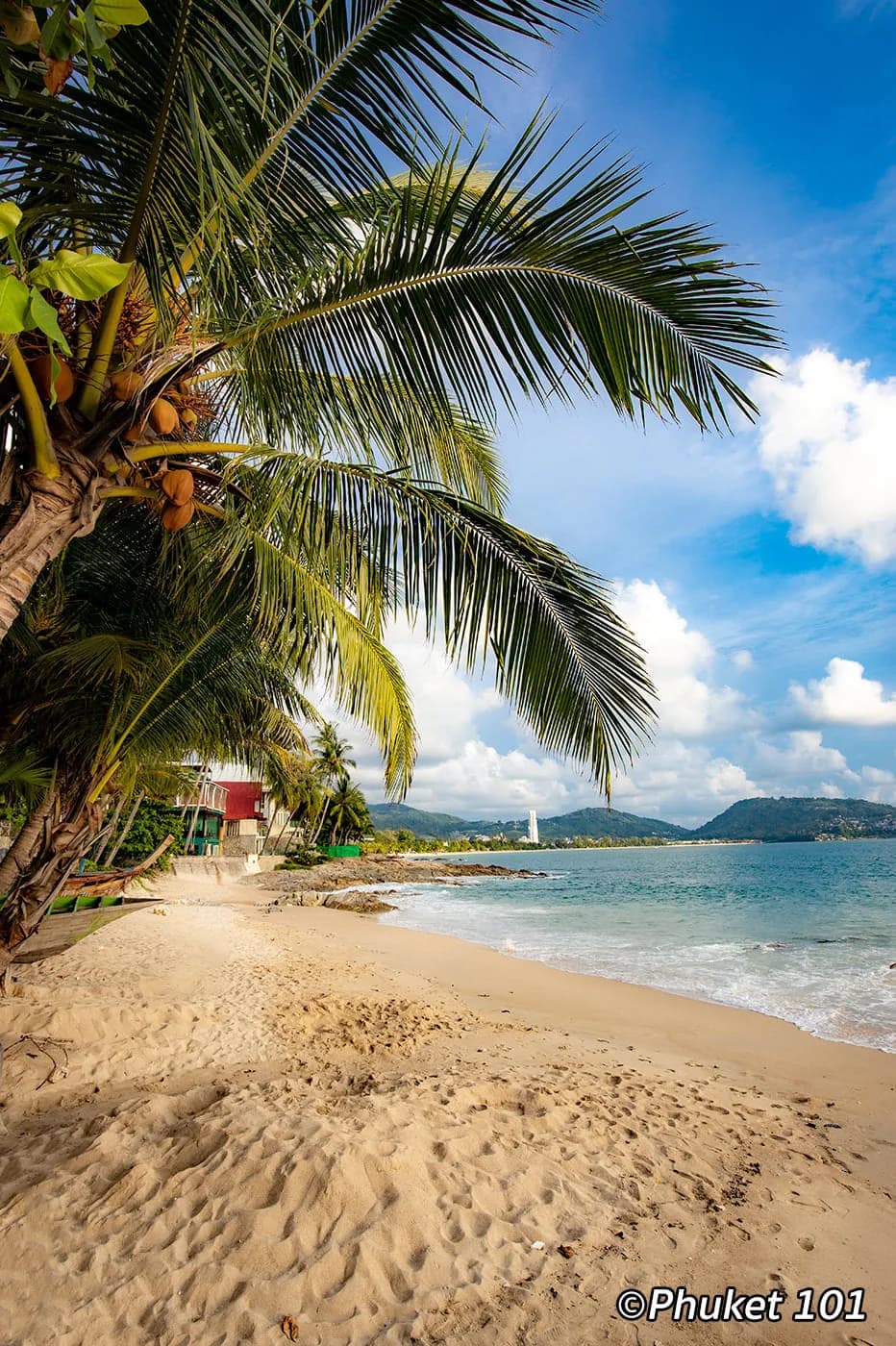 palms over the sand and the bay