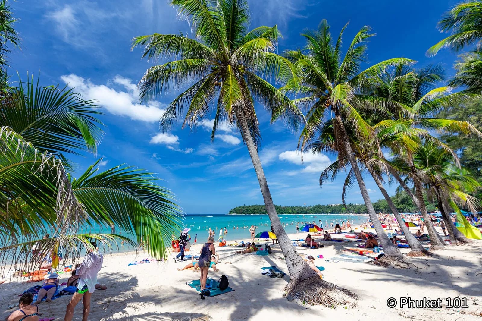 palms over the sand