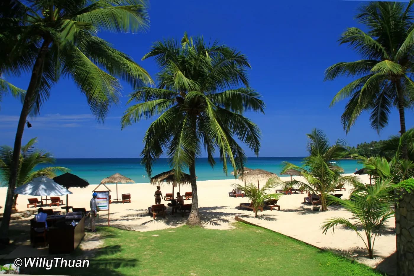 the lawn and palms above the sand