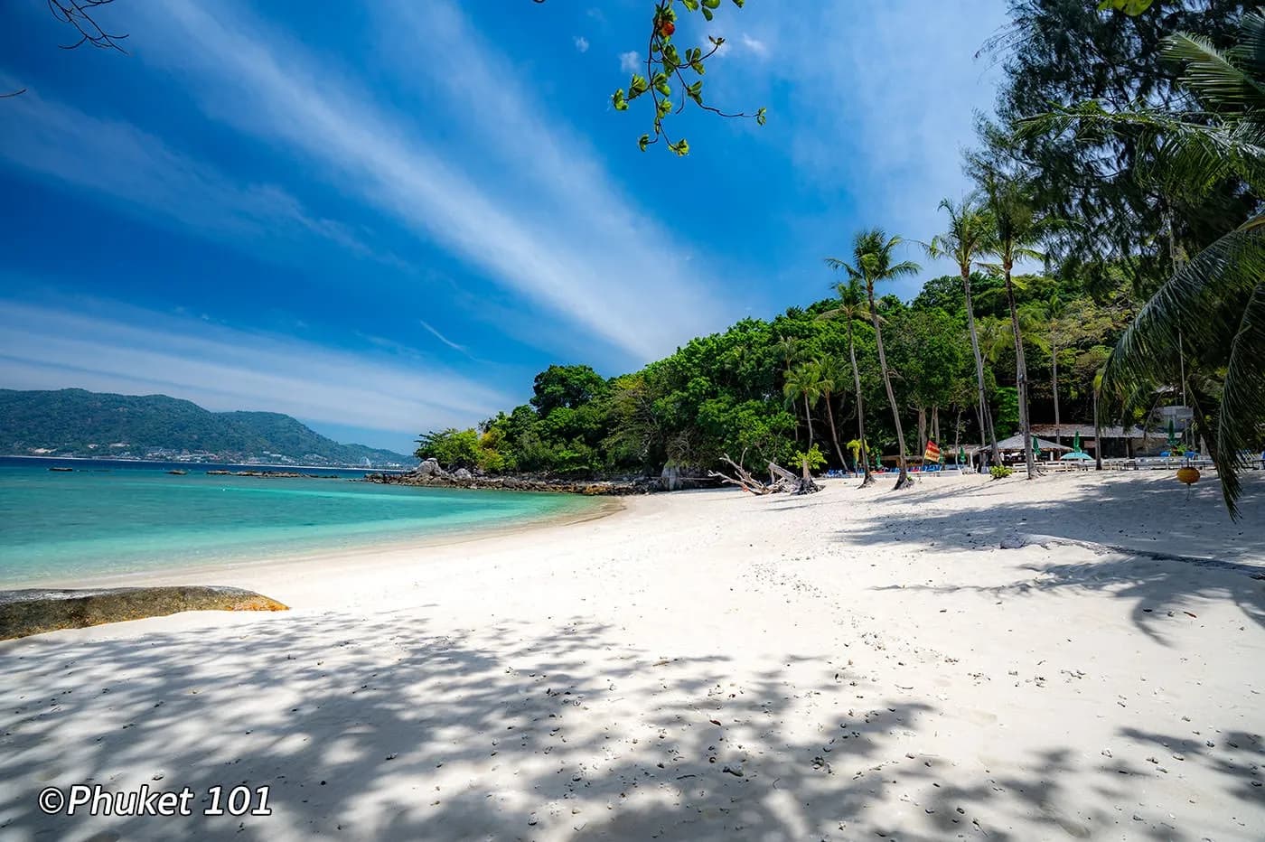 the beach under the trees