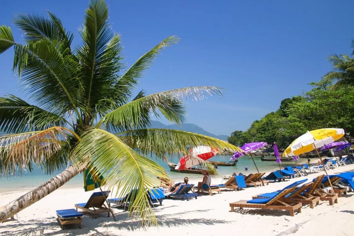 sunbeds and umbrellas under the palms