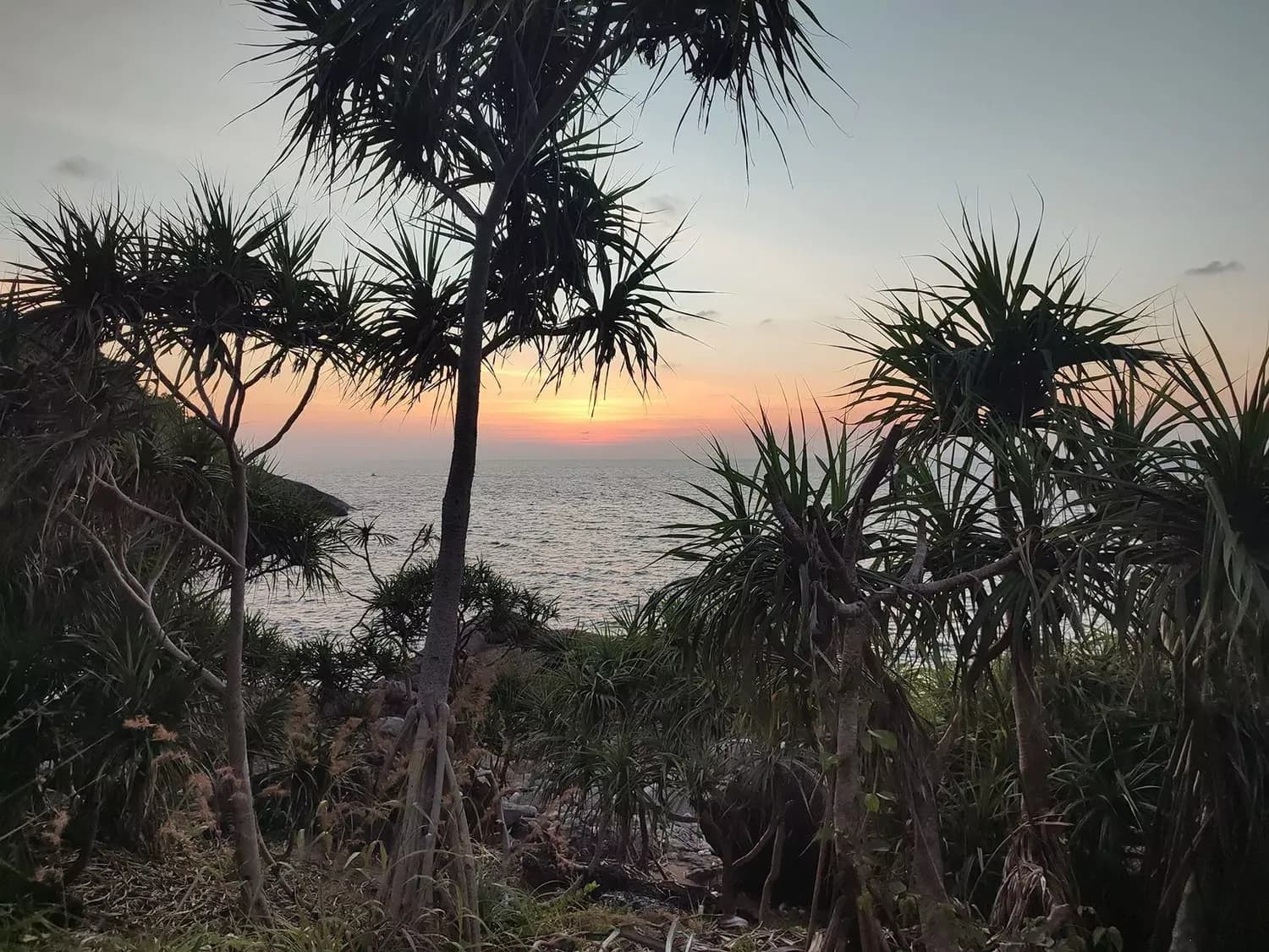 sunset through the palms