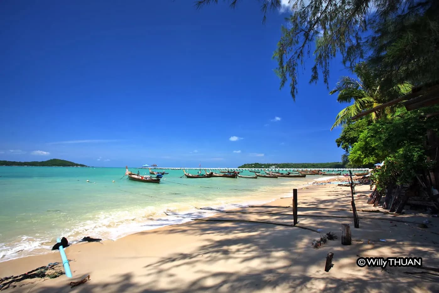 the sand and the bay under a tree