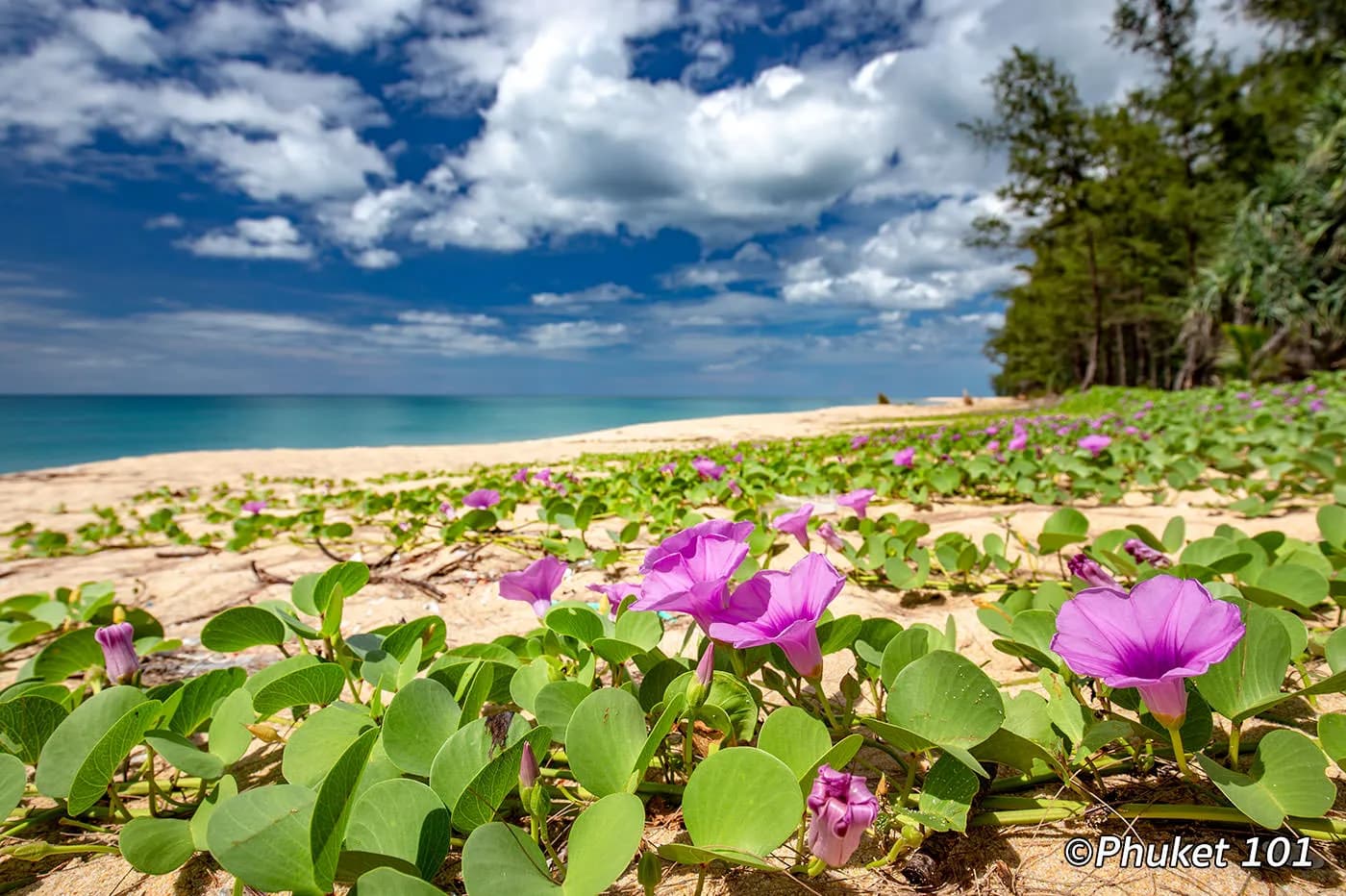 beach morning glory flowering on the sand