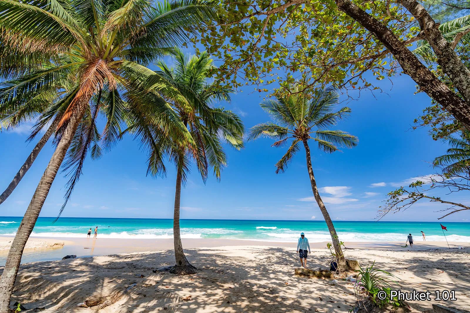 palms on the sand by the water